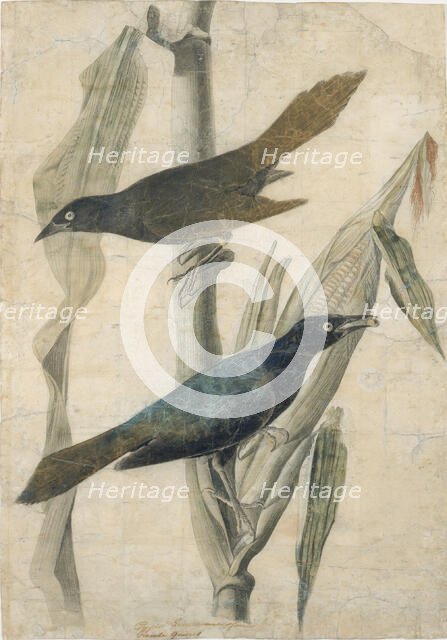 Purple Grackle, early-mid 19th century. Creator: John James Audubon.
