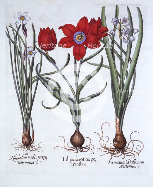 Tulip, Spring Snowflake and Narcissus, from 'Hortus Eystettensis', by Basil Besler (1561-1629), pub.