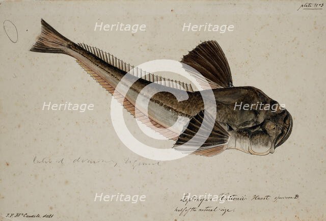 Leptoscopus huttonii, Haast specimen B, 1872. Creator: James Francis McCardell.