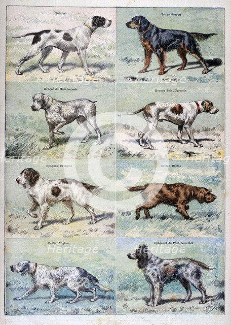 Gun dogs, 1897. Artist: P Mahler