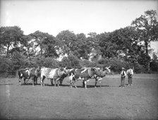 A yoke of oxen harrowing a field near Lechlade in the Cotswolds, Gloucestershire, c1860-c1922. Artist: Henry Taunt