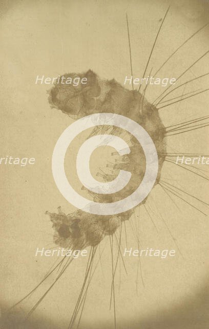 [Microscopic view of an insect], ca. 1853. Creator: Alois Auer.