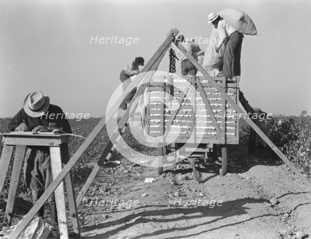 Loading cotton, San Joaquin Valley, California, 1936. Creator: Dorothea Lange.