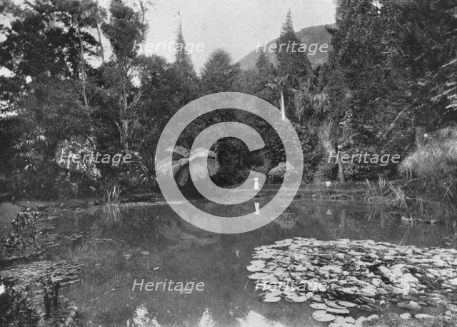 'The Lotus Pond, Hakgalla Gardens, Nuwara Eliya', c1890, (1910). Artist: Alfred William Amandus Plate.