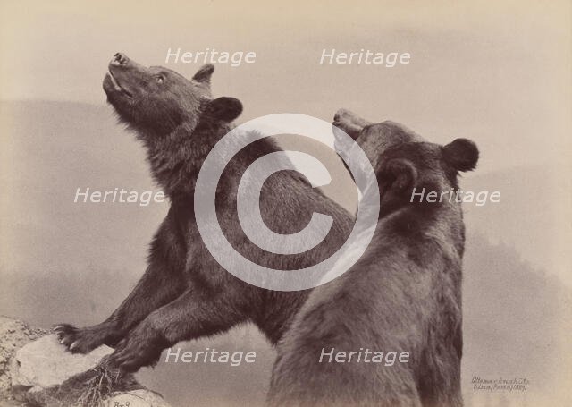 [Two Bears], 1889. Creator: Ottomar Anschütz.