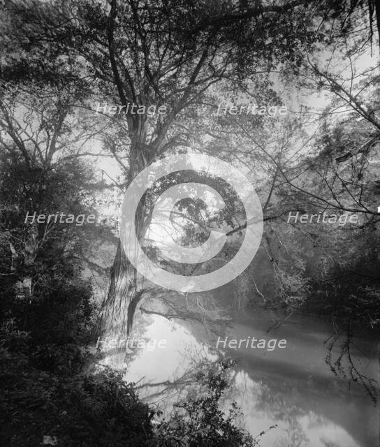 Cypress at Micos, between 1880 and 1897. Creator: William H. Jackson.