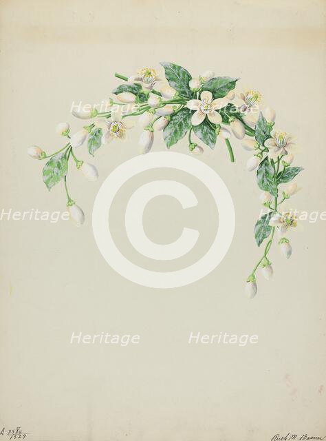 Costume Accessory (Orange Blossoms), c. 1937. Creator: Ruth M. Barnes.