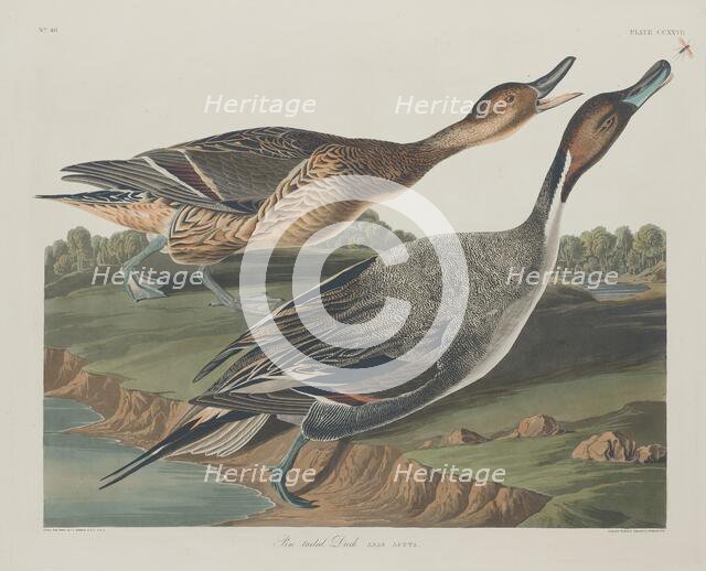 Pin-Tailed Duck, 1834. Creator: Robert Havell.