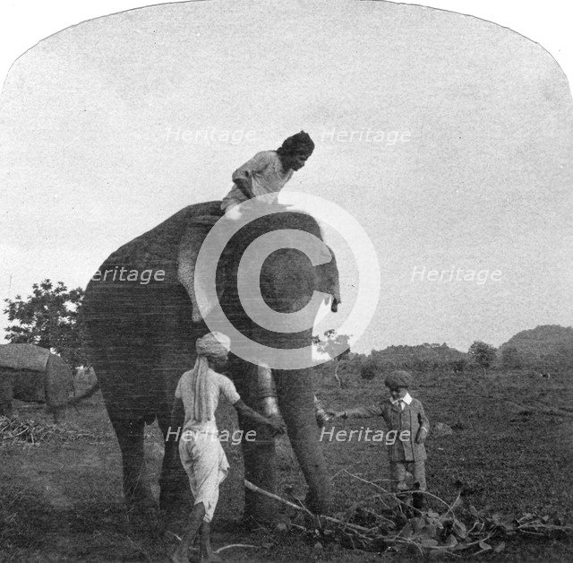Master Ekbal feeding an elephant, India, 1900s. Artist: Unknown