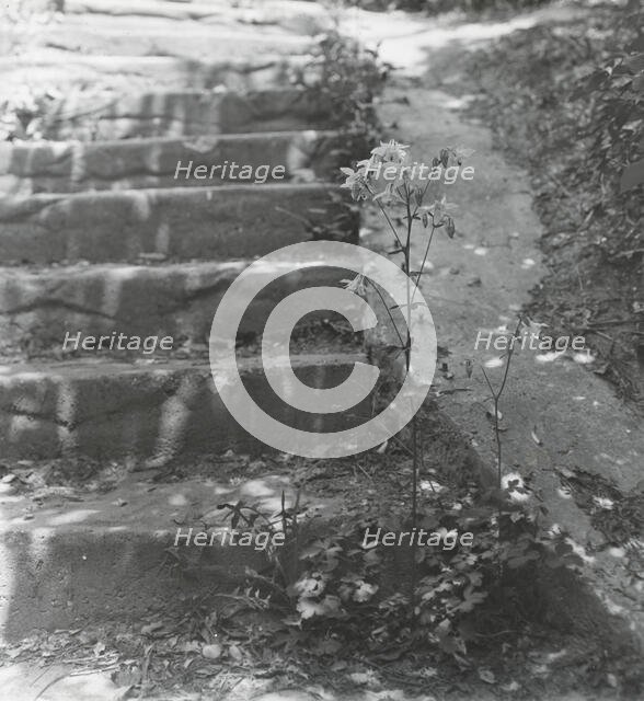 Unidentified house and garden, between 1910 and 1935. Creator: Frances Benjamin Johnston.
