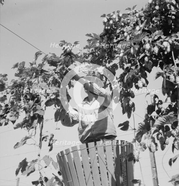 Hop vine and hop picker, near Independence, Polk County, Oregon, 1939. Creator: Dorothea Lange.