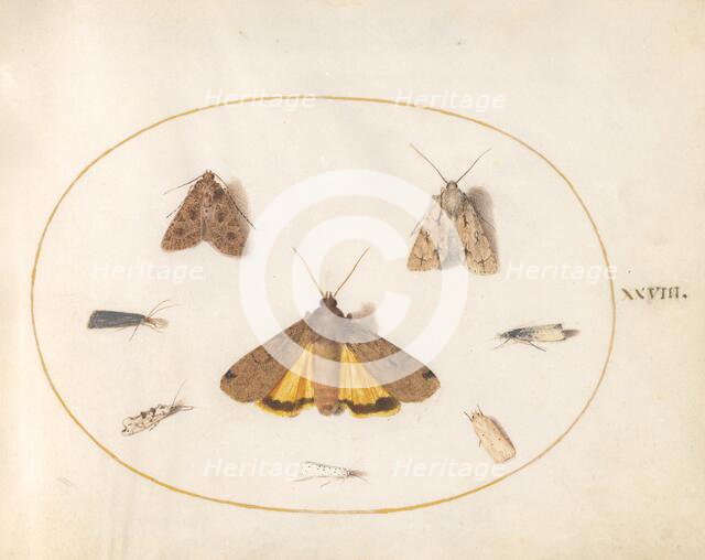 Plate 28: Eight Moths, c. 1575/1580. Creator: Joris Hoefnagel.