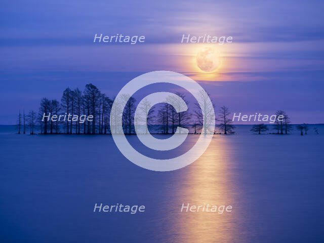 Moonlight Sonata. Creator: Eve Turek.