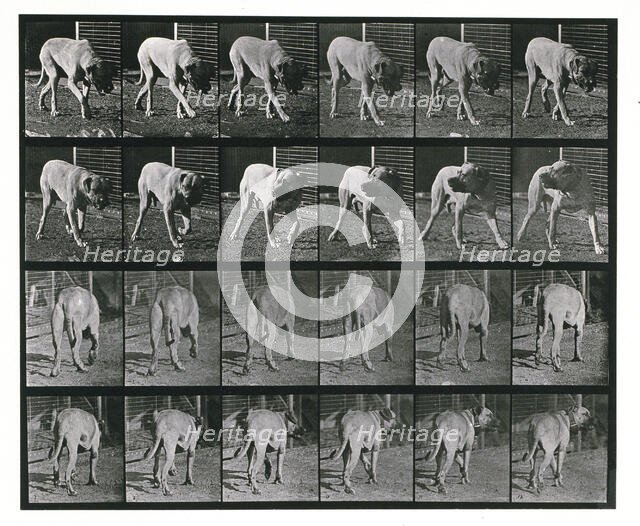 Dog; walking; interrupted, mastiff  Dread, 1887.  Creator: Eadweard J Muybridge.