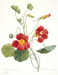 Tropaeolum majus (Garden Nasturtium), 1827. Creator: Redouté, Pierre-Joseph (1759-1840).