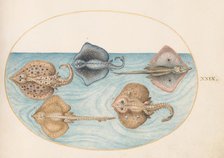 Animalia Aqvatilia et Cochiliata (Aqva): Plate XXIX, c. 1575/1580. Creator: Joris Hoefnagel.