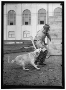 Society Circus, between 1909 and 1923. Creator: Harris & Ewing.