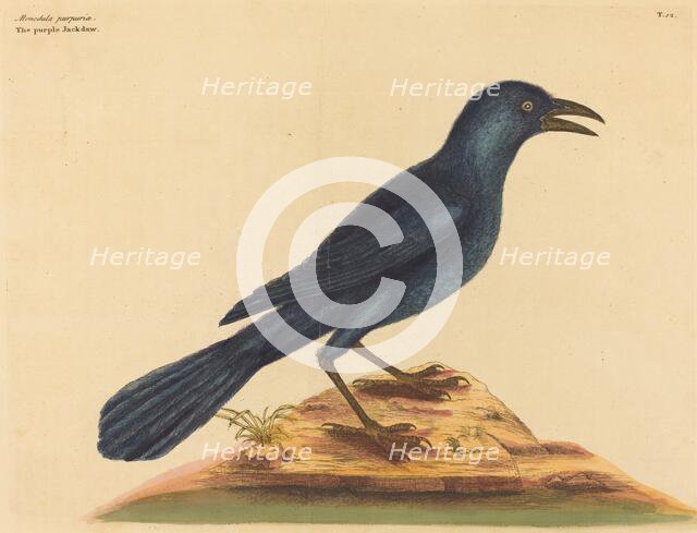 The Purple Jack Daw (Gracula Quiscula), published 1731-1743. Creator: Mark Catesby.