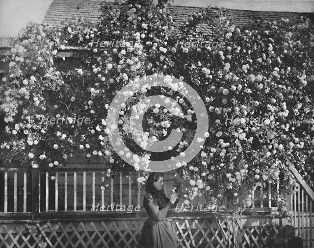 'A Rose-Decked Home, Southern California', c1897. Creator: Unknown.
