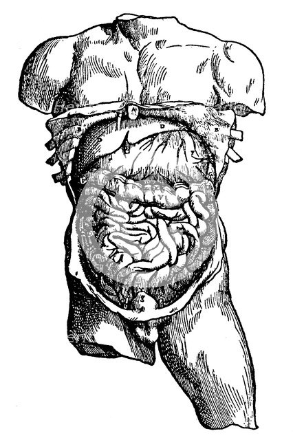 Abdominal cavity and its contents, 1543. Artist: Unknown