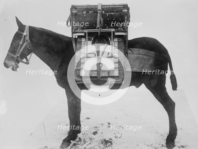 Pack horse used by U.S. Army Signal Corps, carrying chest of instruments for local outfit..., 1916. Creator: Bain News Service.
