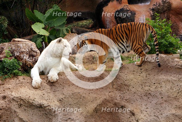 Tigers, Loro Parque, Tenerife, Canary Islands, 2007.