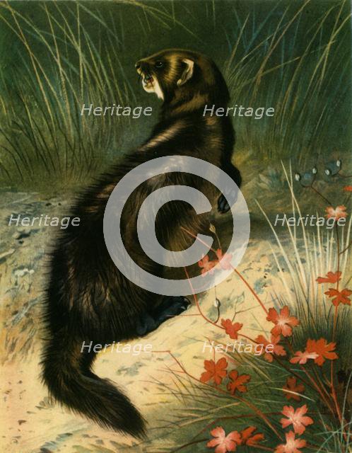 'Polecat', c1905, (1943).  Creator: Archibald Thorburn.