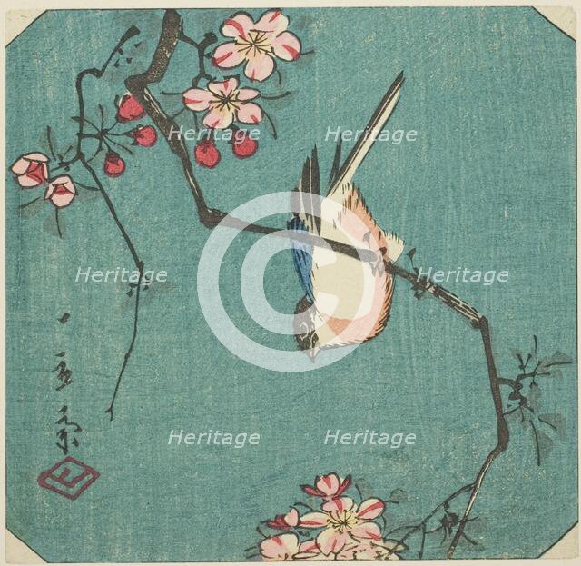 Bullfinch, section of an untitled harimaze print, c. 1840s. Creator: Ando Hiroshige.