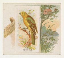 Yellow-head, from the Song Birds of the World series (N42) for Allen & Ginter Cigarettes, ..., 1890. Creator: Allen & Ginter.