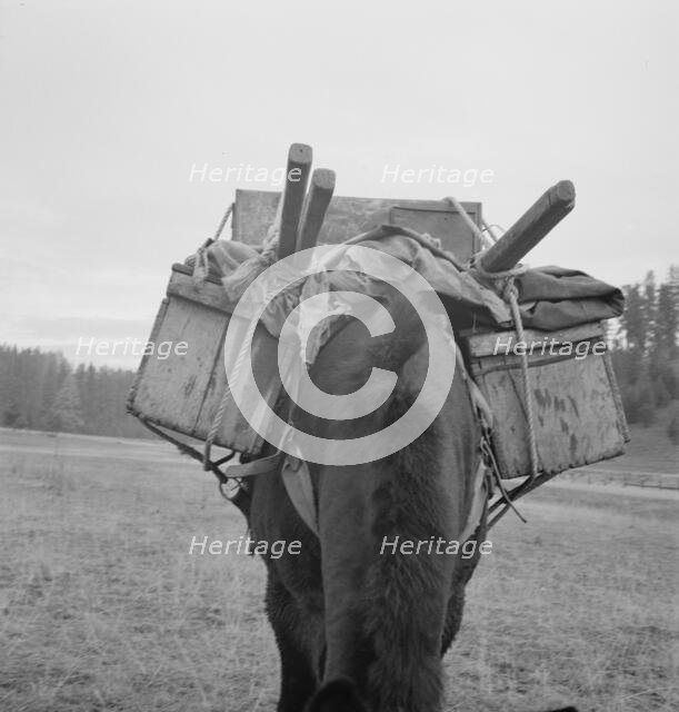 Possibly: Pack animal coming down from summer sheep camp, Adams County, Idaho, 1939. Creator: Dorothea Lange.