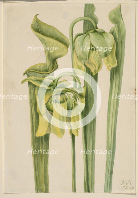 Trumpetleaf (Sarracenia flava), 1920. Creator: Mary Vaux Walcott.