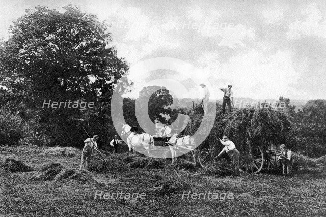 Haymaking, 1911-1912.Artist: Sprague & Co