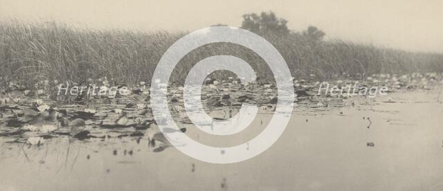 Water-Lilies, 1886. Creators: Dr Peter Henry Emerson, Thomas Frederick Goodall.