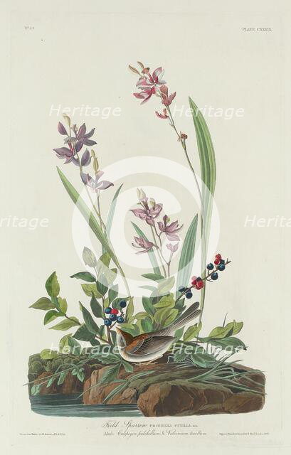 Field Sparrow, 1832. Creator: Robert Havell.