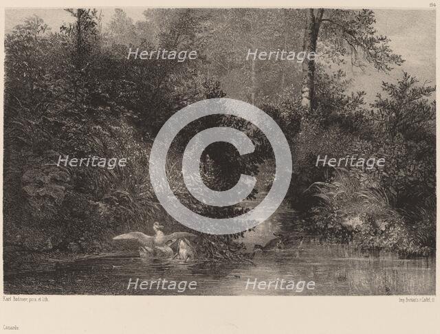 Canards, 1861/1866. Creator: Karl Bodmer.