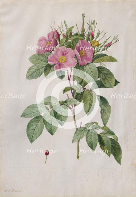Pasture Rose (Rosa Carolina Corymbosa), 1817-1824. Creator: Henry Joseph Redouté (French, 1766-1853).