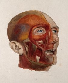 An écorché head of a man: three-quarter view, showing the right-hand side of the head..., 1833. Creator: Johann Conrad Zeller.