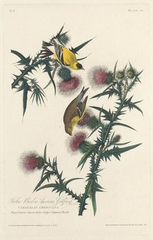 Yellow Bird or American Goldfinch, 1828. Creator: Robert Havell.