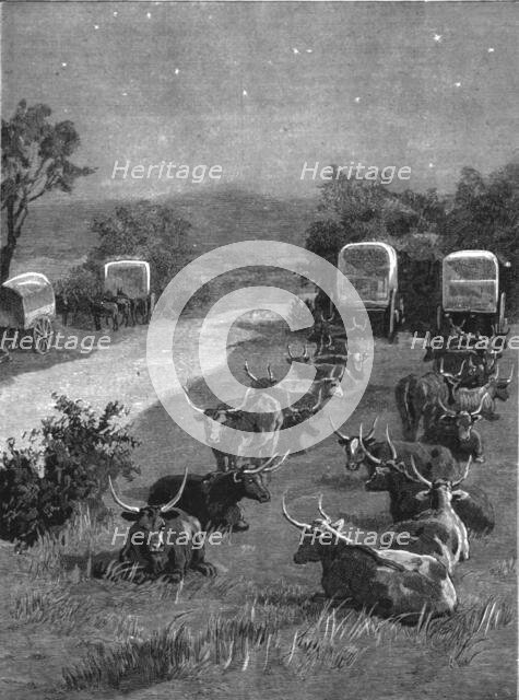 ''Lord Randolph Churchill in South Africa; The Oxen Outspanned in Camp', 1891. Creator: Major Giles.