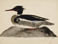 Red-Breasted Merganser, Male, 1831. Creator: Ferdinand von Wright.