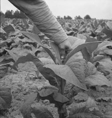 Negro tenant farmer topping tobacco, Person County, North Carolina, 1939. Creator: Dorothea Lange.