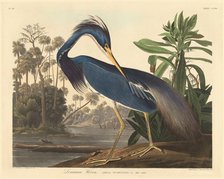 Louisiana Heron, 1834. Creator: Robert Havell.