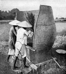The Annamese way of reaping and threshing rice, Annam, Vietnam, 1922. Artist: Unknown