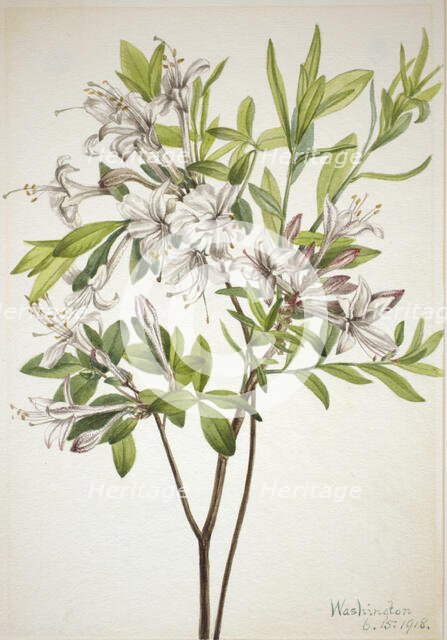 Swamp Azalea (Azalea viscosa), 1918. Creator: Mary Vaux Walcott.