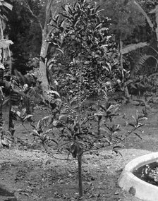 Coffee tree, Jamaica, c1905.Artist: Adolphe Duperly & Son