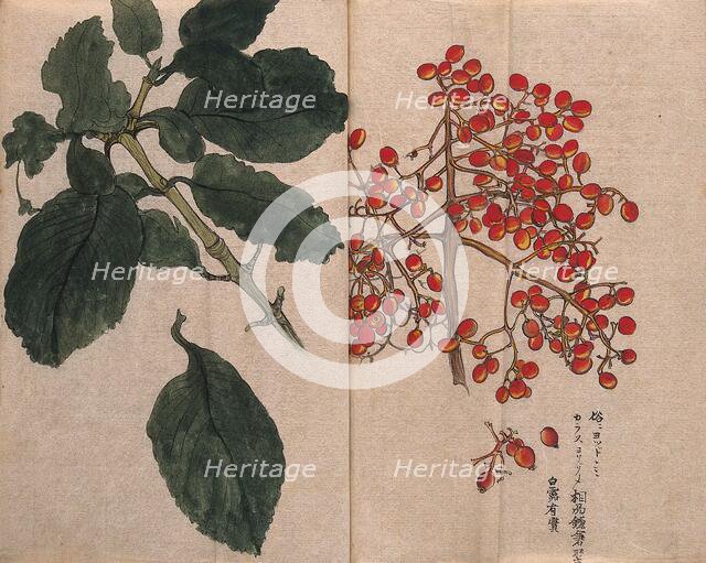 A fruiting plant with red berries, possibly of the Caprifoliaceae family. Creator: Unknown.