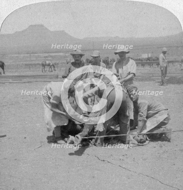 Shoeing horses at Naauwpoort, South Africa, Boer War, 1900. Artist: Underwood & Underwood