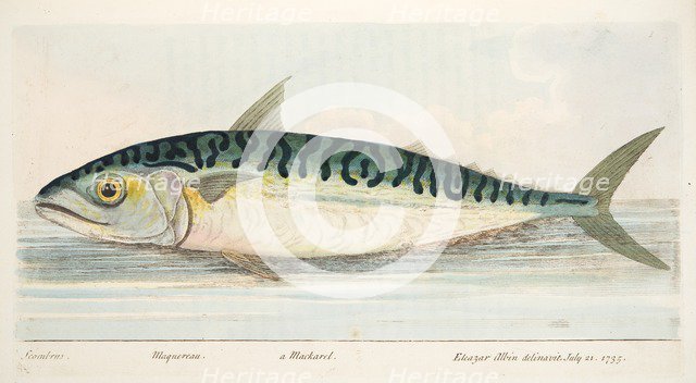 The Mackerel, from A Treatise on Fish and Fish-ponds, pub. 1832 (hand coloured engraving)