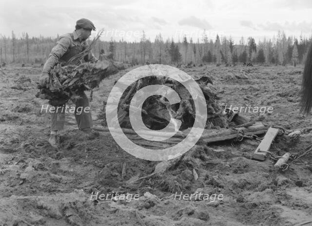 Ex-lumber mill worker clears eight-acre field after bulldozer..., Boundary County, Idaho, 1939. Creator: Dorothea Lange.
