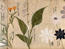 Five flowering plants, possibly including a Hosta species and three Clematis flowers, 1870. Creator: Unknown.